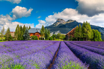 Spectacular rural place with lavender plantation and mountains in background