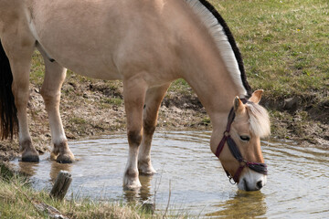 Fototapeta premium Norwegian Fjord horse with a clipped black and white mane drinks water from a ditch next to a pasture. Side view, head and legs mirrored in the water