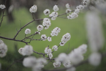 blooming apricot blooms and pleases everyone around