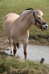 Norwegian fjord horse with a clipped black and white mane stands in a pond next to a pasture and looks aside. Vertical photo