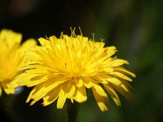 Piante selvatiche di primavera