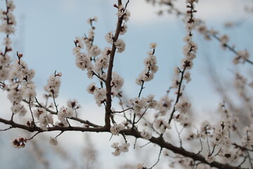 blooming apricot blooms and pleases everyone around
