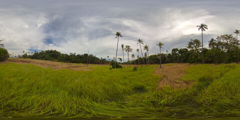 Fototapeta na wymiar Tropical vegetation and palm trees. 360 VR. Forest and tropical vegetation.