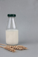 breakfast concept - a bottle of milk and ears of wheat on gray background