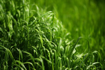 Fototapeta na wymiar High fresh green grass in spring sunny day