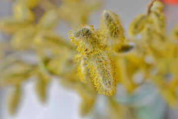 Blooming catkins of yellow willow (Lat. Sálix) in spring