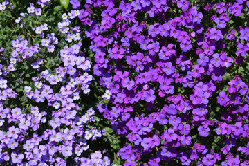 Obraz premium Aubretia carnival and agnete, shades of purple flowers cascading down a wall