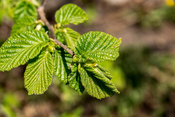 European hazel  (Corylus avellana) flower.