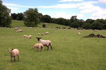 Sheep in a springtime meadow.