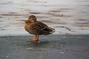 kaczka krzyżówka  © Dariusz Grochal 