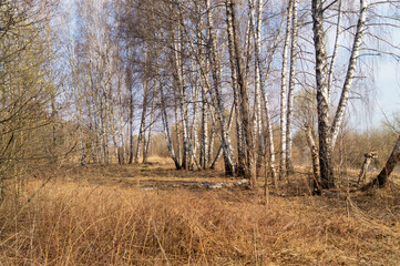 Birch grove in the springtime in the countryside