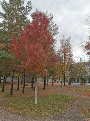  2020 - 10 - Herbst am Bodensee - Bodensee 05 