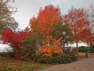  2020 - 10 - Herbst am Bodensee - Bodensee 08 