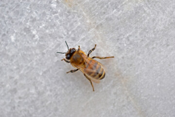 One honey bee on a marble in spring close-up