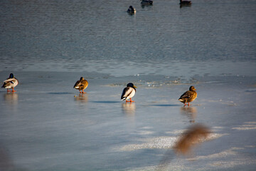 kaczka krzyżówka  © Dariusz Grochal 