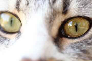 green cat eyes - 429967107
