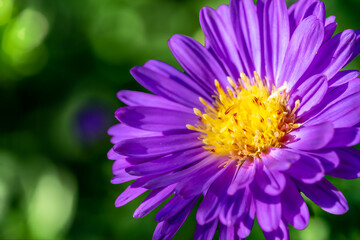 Obraz premium purple aster with yellow center and selectively blurry background great for copy space. Macro and lots of bokeh.