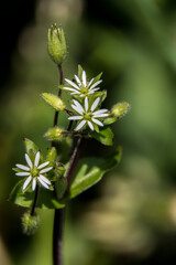 Chickweed (Stellaria media)