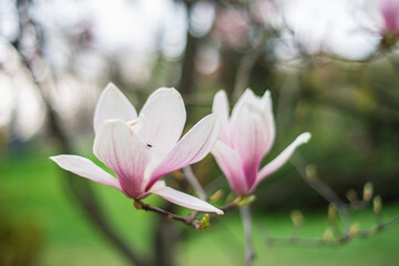 blooming magnolia close-up in early spring, fresh buds of pink magnolia in a city park, magnolia 
