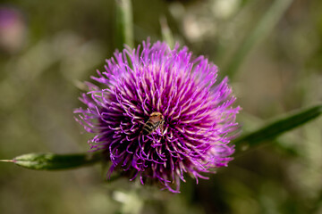 Close up of Bee collects honey from thistle, macro