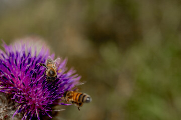 Close up of Bee collects honey from thistle, macro