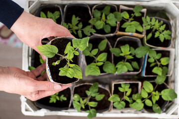 hands hold tomato seedlings. a box with seedlings. spring planting of the garden