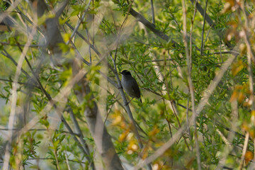 A singing male Blackcap, Sylvia atricapilla perched in a tree.