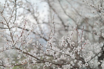 blooming apricot blooms and pleases everyone around