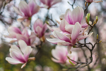 blooming magnolia in early spring, fresh buds of pink magnolia in a city park, Magnolia "X Soulangeana" in Uzhgorod, nature awakening, large pink flowers close-up, copy space