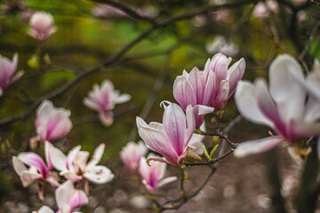 Fototapeta na wymiar blooming magnolia close-up in early spring, fresh buds of pink magnolia in a city park, magnolia 