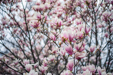 blooming magnolia in early spring, fresh buds of pink magnolia in a city park, Magnolia 