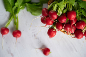 Spring radish on white background