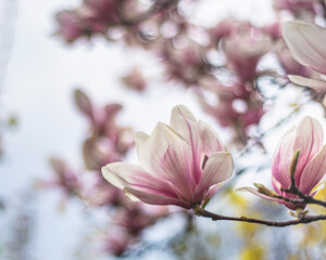 blooming magnolia close-up in early spring, fresh buds of pink magnolia in a city park, magnolia "X Soulangeana" in Uzhgorod, awakening nature, large pink flowers, copy space