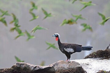 red winged blackbird