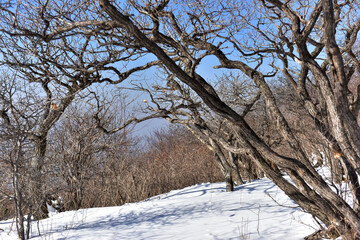 Winter landscape of Odaesan Mountain in South Korea