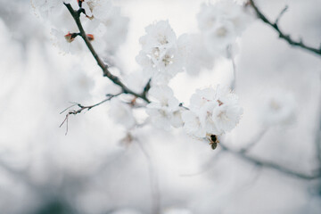 blooming apricot blooms and pleases everyone around