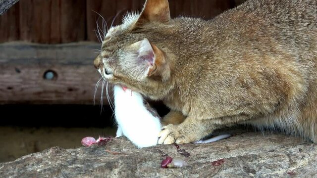 Wild cat eating white mouse (Felis silvestris gordoni)
