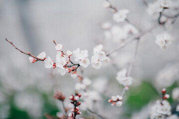 blooming apricot blooms and pleases everyone around