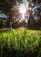 dew, grass