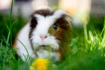 Ein weiß braunes Meerschweinchen frisst Gras auf der Wiese