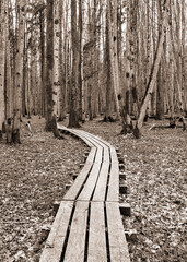 Wooden path  in a wood.
