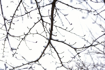 Snowy landscape of Seonunsan Mountain in Gochang, Korea