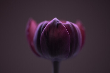 Tulpe rosa/lila, Hintergrund braun, close up - obrazy, fototapety, plakaty