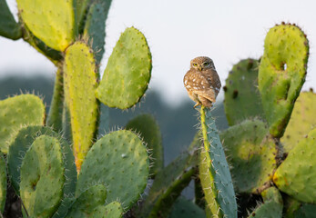 Little Owl on a cactus