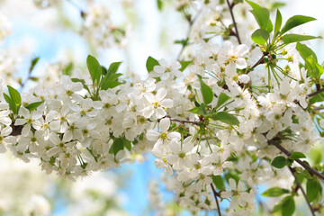 Flowering cherry against a blue sky. Cherry blossoms. Spring background.
