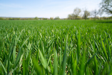 Obraz premium a young green wheat field in the background a blue sky and trees in springtime