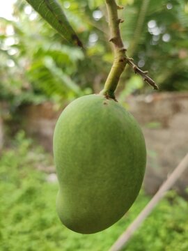 unripe mango in hanging in the tree, for advertising, for fruit's and vegetable advertising, background image, sale Image 
