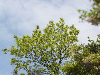 Fototapeta premium leaves against blue sky
