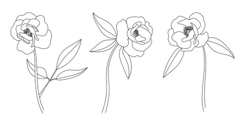 Hand drawn peony flowers and leaves set. Outline floral collection. Simple botanical black ink sketch. Design for tattoo, invitations, greeting cards. Vector illustration isolated on white background. © Hanna