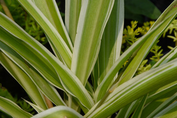 Sansevieria parva , a decorative variegated green plant .